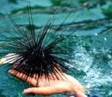 Sea Urchin 5