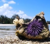 Sea Urchin 6