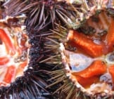 Sea Urchin 7