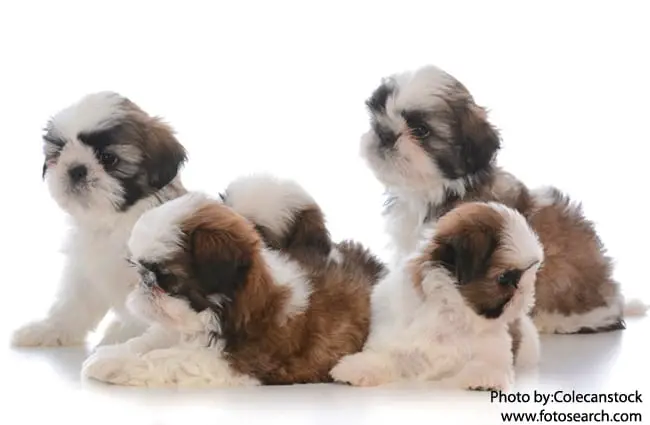 how many puppies does a shih tzu usually have
