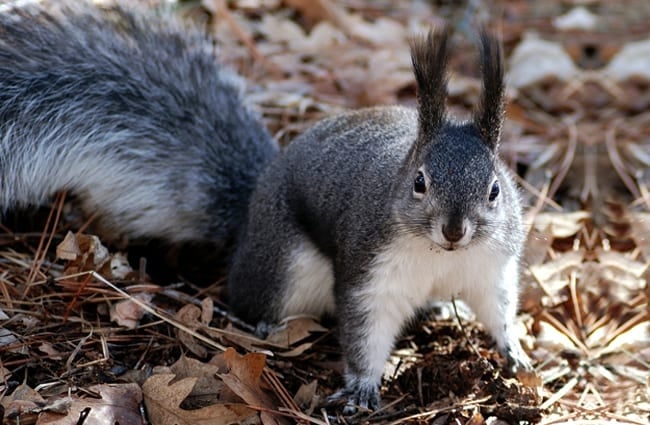 Squirrel - Description, Habitat, Image, Diet, and Interesting Facts