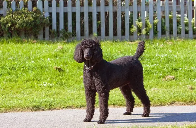 Black standard poodle posing on the walk.