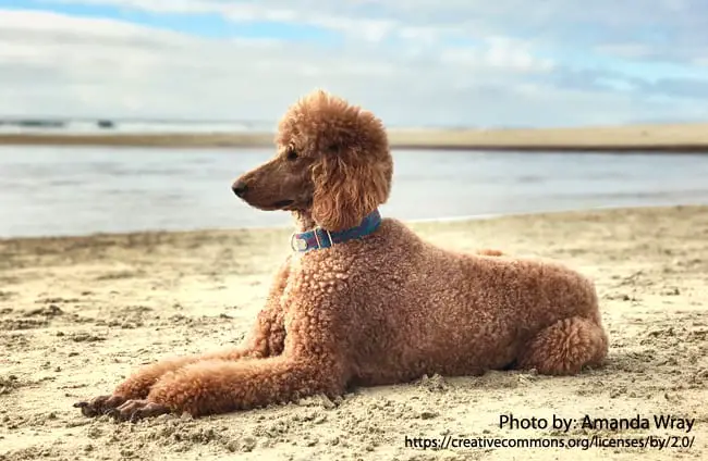 standard poodle protective