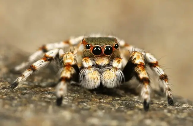 Notice the cute face on this tarantula