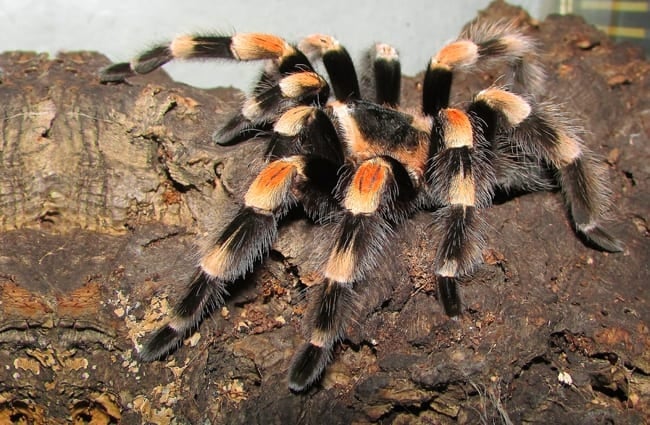 Мексиканский тарантул с оранжевыми коленями