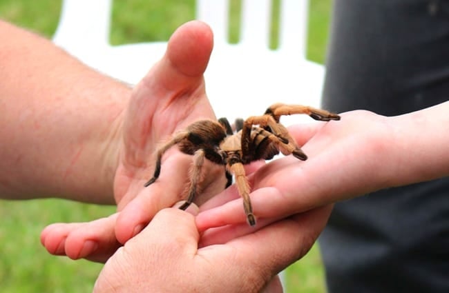 Pet tarantula being handled by father and son