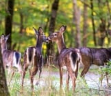 Herd Of Whitetail Deer. Photo By: Korona Lacasse Https://Creativecommons.org/Licenses/By-Nd/2.0/