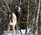 Whitetail Deer. Photo By: Jennifer Aitkens Https://Creativecommons.org/Licenses/By-Nd/2.0/