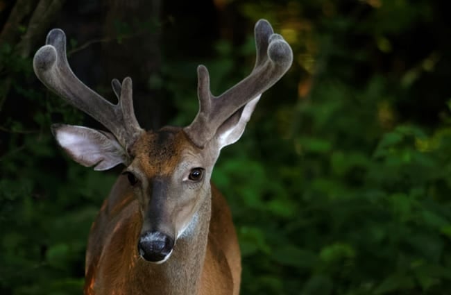 Velvet-covered antlers on this mature whitetail deer buck.