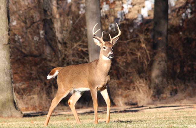 Whitetail Deer - Description, Habitat, Image, Diet, and Interesting Facts