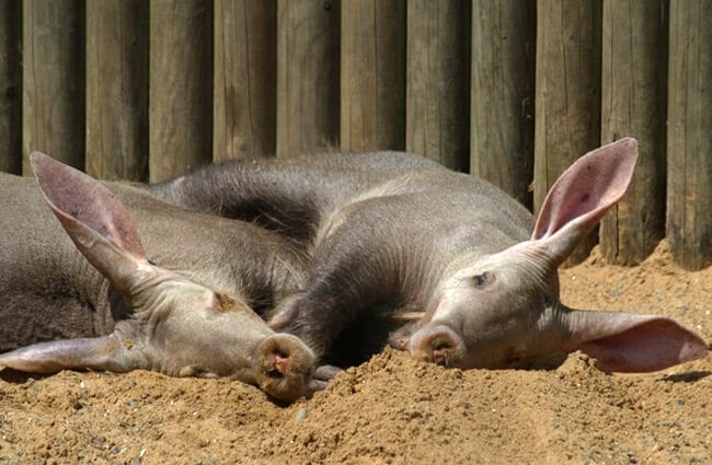 Two aardvarks napping in the afternoon sun. Photo by: (c) rhallam www.fotosearch.com
