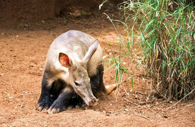 Aardvark sniffing out his next meal. Photo by: CucombreLibre https://creativecommons.org/licenses/by/2.0/