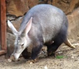Aardvark In A Zoo, Ambling Along The Enclosure.photo By: Marie Halehttps://Creativecommons.org/Licenses/By/2.0/