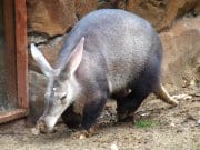 Aardvark in a zoo, ambling along the enclosure.Photo by: Marie Halehttps://creativecommons.org/licenses/by/2.0/