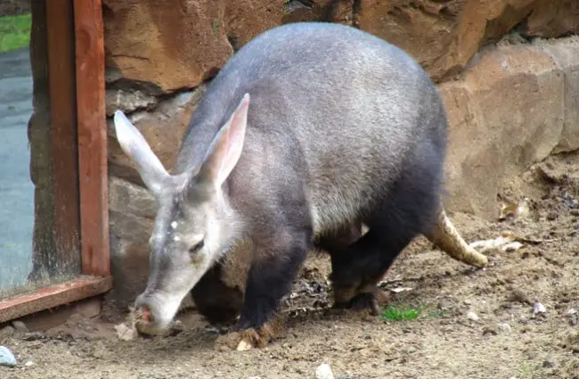 Aardvark in a zoo, ambling along the enclosure.Photo by: Marie Halehttps://creativecommons.org/licenses/by/2.0/