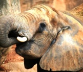 African Elephant With His Trunk In His Mouth.