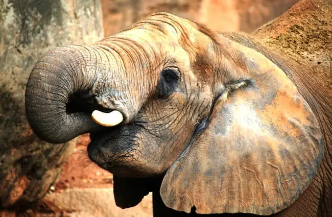 African elephant with his trunk in his mouth.