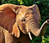 Closeup Of An African Elephant.