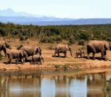 A Herd Of African Elephants Near The Water Hole.