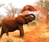 African Elephant Covering Itself In Dirt.