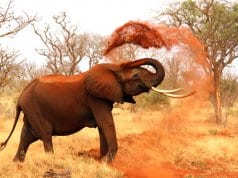 African elephant covering itself in dirt.