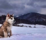Alaskan Malamute Puppy, Looking To His Ancestors. Photo By: Michal Sanitra Https://Creativecommons.org/Licenses/By-Nd/2.0/