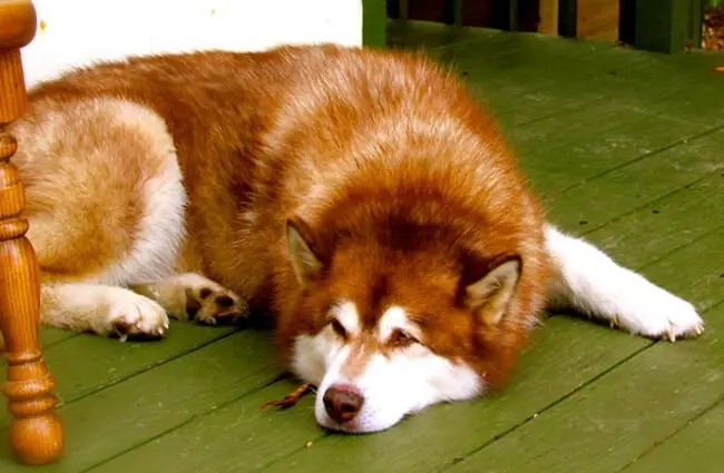 Alaskan malamute napping in the kitchen. Photo by: Jeff Gunn https://creativecommons.org/licenses/by-nd/2.0/