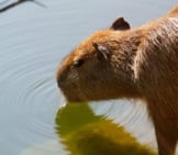 Capybara Drinking From The Watering Hole.