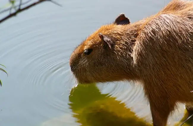 Capybara drinking from the watering hole.