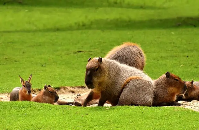 Capybara family group.
