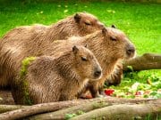 A family of capybaras in a meadow.