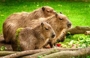 A family of capybaras in a meadow.