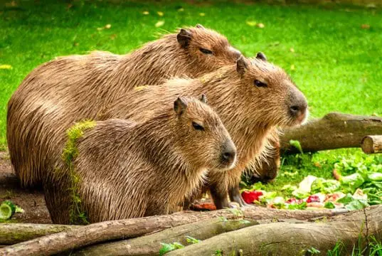 A family of capybaras in a meadow.