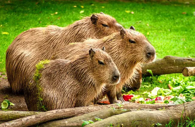 Capybara guide: how to identify, what they eat, where they live and why  they're good swimmers - Discover Wildlife