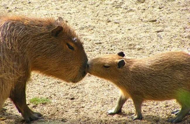 Mother and baby capybara.