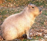 Profile Of A Large Capybara.