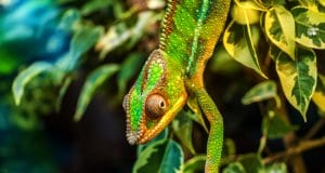 Chameleon in green foliage. 