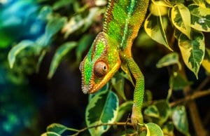 Chameleon in green foliage. 