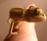 Tiny Chameleon On The Tip Of A Finger.