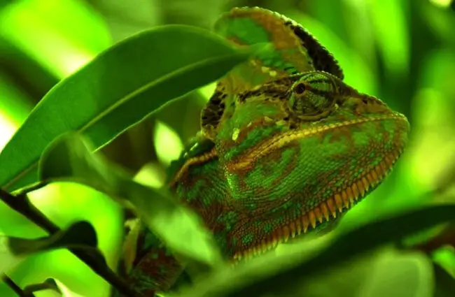 Chameleon camouflage.