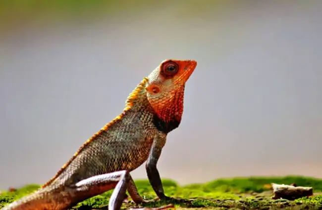 Closeup of a Chameleon.