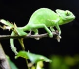 Small Green Chameleon On A Tiny Branch.