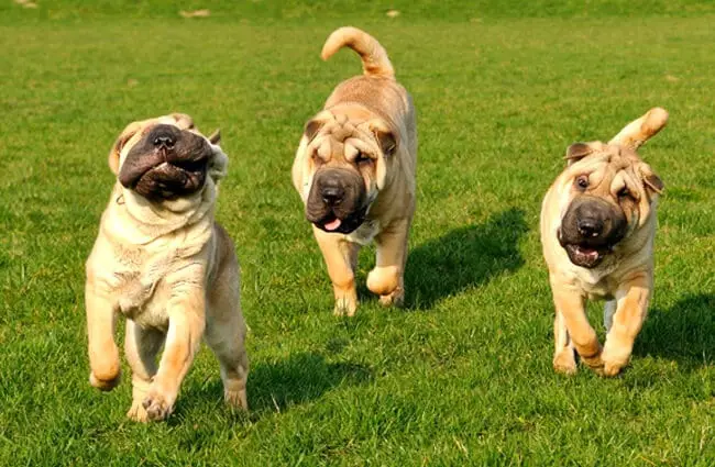 A trio of young Chinese shar[pei digs running in the yard.