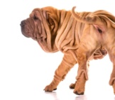 Chinese Shar-Pei From The Rear.photo By: (C) Colecanstock Www.fotosearch.com