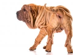 Chinese shar-pei from the rear.Photo by: (c) Colecanstock www.fotosearch.com