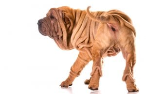Chinese shar-pei from the rear.Photo by: (c) Colecanstock www.fotosearch.com