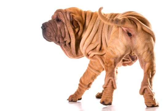 Chinese shar-pei from the rear.Photo by: (c) Colecanstock www.fotosearch.com