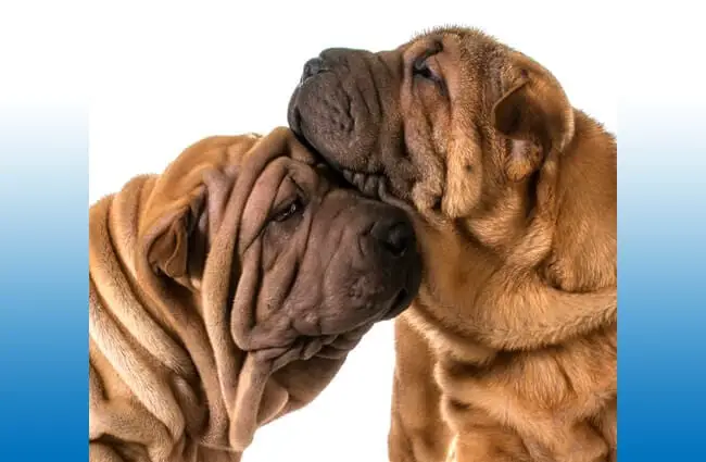 Two Chinese shar-pei puppies cuddling. Photo by: (c) Colecanstock www.fotosearch.com