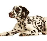 Brown-Spotted Dalmatian Puppy. Photo By: (C) Firstbite Www.fotosearch.com