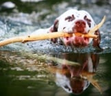Brown-Spotted Dalmatian Swimming In The River. Photo By: (C) Dragonika Www.fotosearch.com
